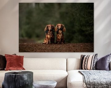 Dachshunds by Marieke De Boer