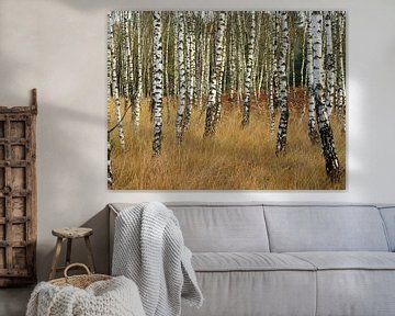 birch forest by Willie Jan Bons