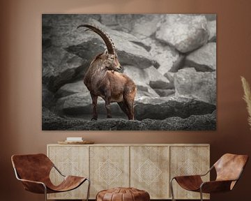 Steenbok op de uitkijk in de bergen | wildlife fotografie van Laura Dijkslag