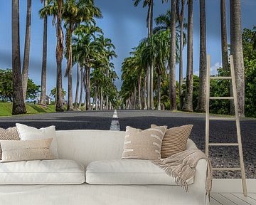 l'Allée Dumanoir, palmenlaan in het Caribisch gebied op Guadeloupe van Fotos by Jan Wehnert