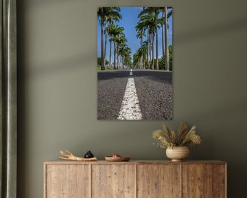 l'Allée Dumanoir, avenue of palm trees in the Caribbean on Guadeloupe by Fotos by Jan Wehnert