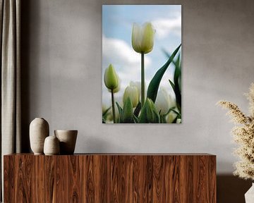 TULP WIT van Henriette Tischler van Sleen