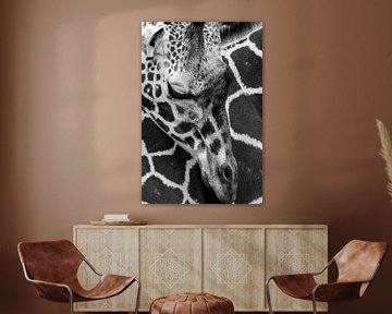 Giraffe by Robert Loomans