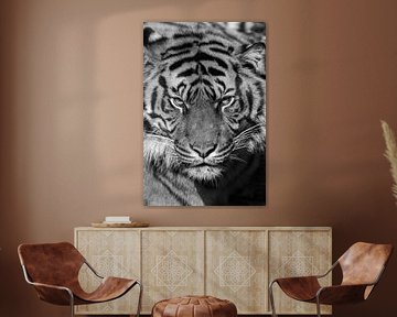Tijger
