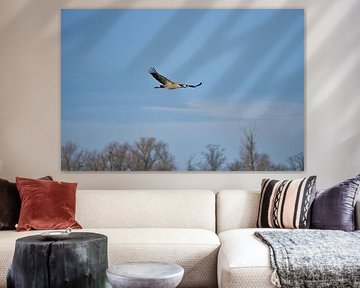 Cranes fly over a forest
