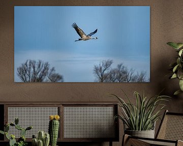 Des grues survolent une forêt