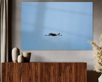 Kraanvogels vliegen in de lucht