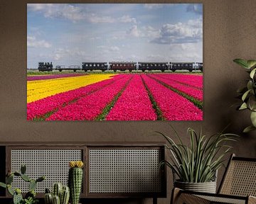 Steam tram rides past West Frisian tulip fields by Jeroen de Jongh