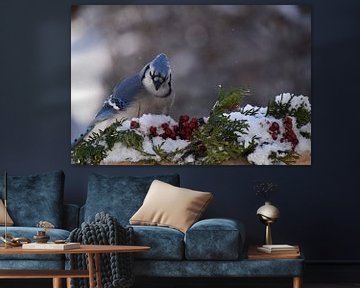 A blue jay in winter by Claude Laprise