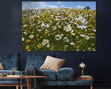 A field of daisies in bloom by Claude Laprise