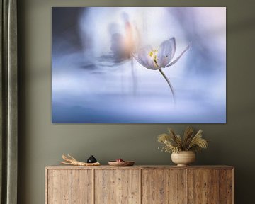 Wood anemones in beautiful light by Bob Daalder