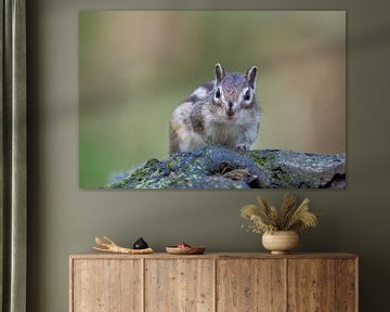 Sibirisches Eichhörnchen von Wilna Thomas