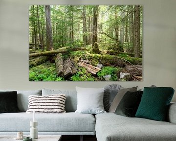 In the forests of Canada by Inge van den Brande