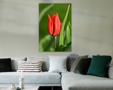 Rote Tulpe auf grünem Hintergrund von H.Remerie Fotografie und digitale Kunst