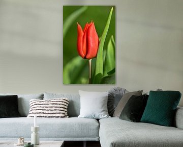 Red tulip on green background by H.Remerie Photography and digital art