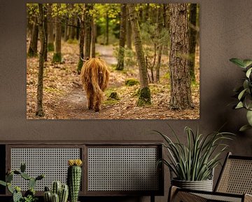 Schotse Hooglander in de Natuur van Bas Fransen