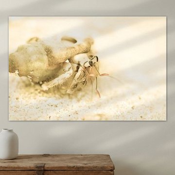 Heremietkreeft - West Papua