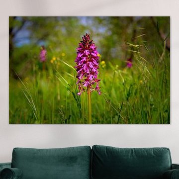 Orchidée pourpre précoce sur Images from a hillside in Umbria