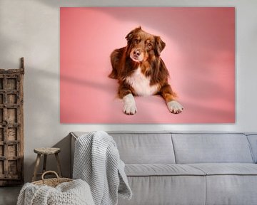 Red tri (bruine) Australische herder hond, knap scheef kopje, in de studio, met roze als achtergrondkleur / lig van Elisabeth Vandepapeliere