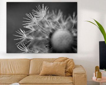 Wet Dandelion Parachutes Black and White by Iris Holzer Richardson