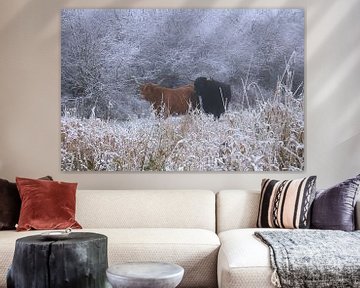 Scottish highlanders in the cold 1 by Jaap Tanis