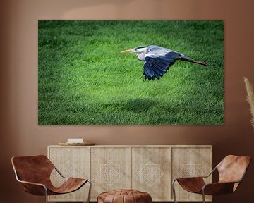 Blauwe reiger in vlucht van Jaap Bosma Fotografie