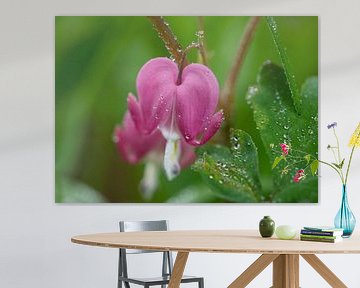 Asian Bleeding Heart Flower Macro Photograph After Rain by Iris Holzer Richardson