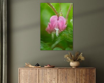 Asian Bleeding Heart Flower Macro Photograph After Rain Vertically by Iris Holzer Richardson