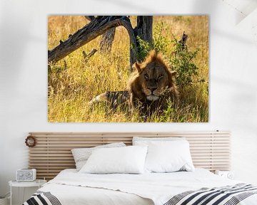 Mannetjes leeuw met kuif liggend in het hoge gras van Johannes Jongsma