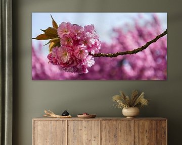 Japanese cherry blossom by Bettina Schnittert