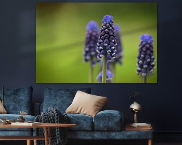 Grape hyacinths, macro shot with shallow depth of field by Peter Apers