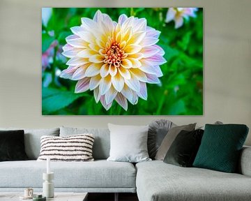 A flowering dahlia