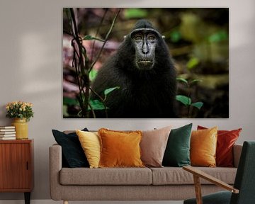 Zwarte makaak, Black monkey van Corrine Ponsen