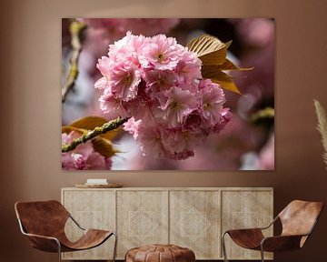 Roze kersenbloesem Sakura bloem bloesem