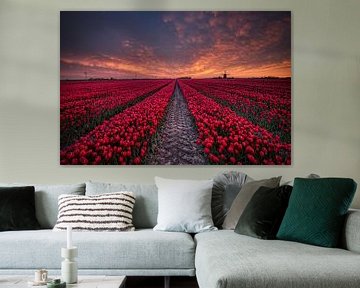 tyre tracks among red tulip field by peterheinspictures