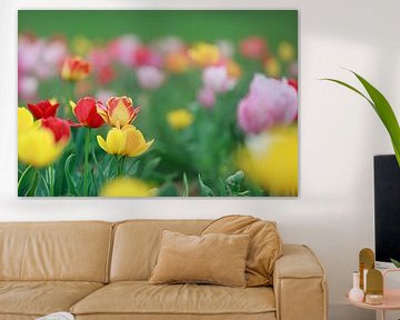 A field full of colourful tulips in red, yellow and orange creates a spring-like atmosphere by Thomas Heitz