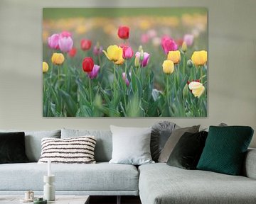 A field full of colourful tulips in red, yellow and orange creates a spring-like atmosphere by Thomas Heitz