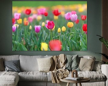 A field full of colourful tulips in red, yellow and orange creates a spring-like atmosphere by Thomas Heitz