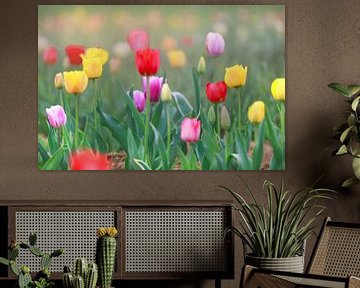 A field full of colourful tulips in red, yellow and orange creates a spring-like atmosphere by Thomas Heitz