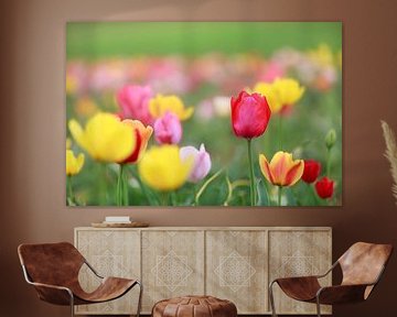 A field full of colourful tulips in red, yellow and orange creates a spring-like atmosphere by Thomas Heitz