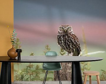 Stiller Wächter Der Steinkauz in der Landschaft des Landwirts