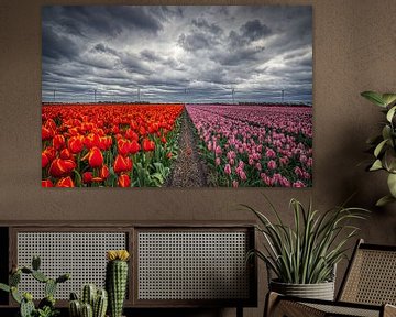 twee kleuren tulpen en windturbines met wolken van peterheinspictures