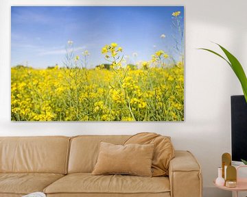 Landschap van gele bloemen koolzaadveld met blauwe lucht van Angeline Dobber