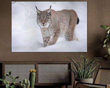 Lynx in een diep pak sneeuw van HB Photography