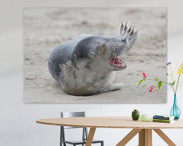 De lachende zeehond van HB Photography