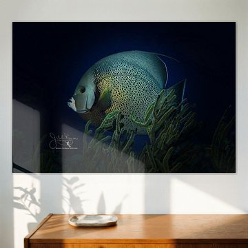 Grijze zee-egelvis, Bonaire