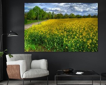 Path through the rape field