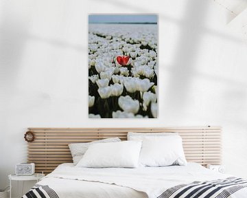 Een rode tulp, omringd door een zee van frisse witte tulpen van Pim Haring