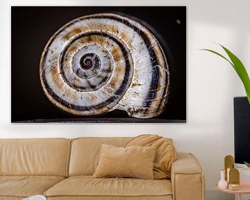 Snail shell