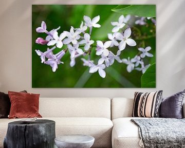 Violetlila bloemen 0421 van Iris Holzer Richardson